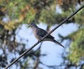 F (32) Spotted Dove